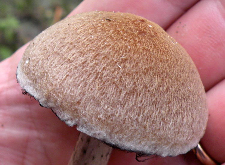 Dopo il Dal gambo quiz di Sirente...